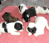 Pet Shops na cidade de São Bernardo