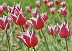 Floricultura em São Bernardo